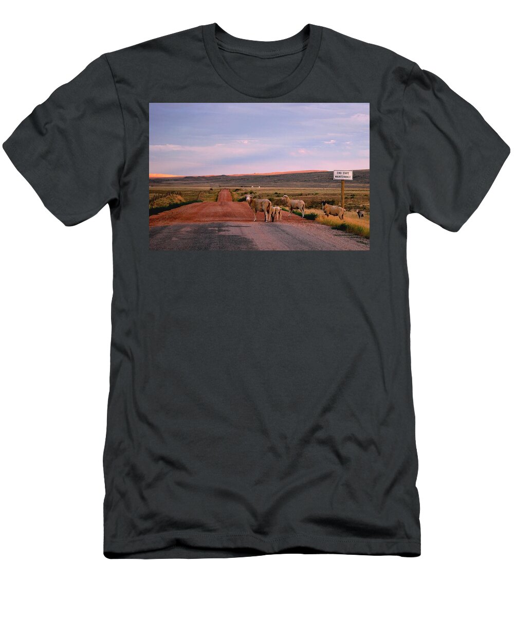 Sheep T-Shirt featuring the photograph Sheep Road by Matt Quest