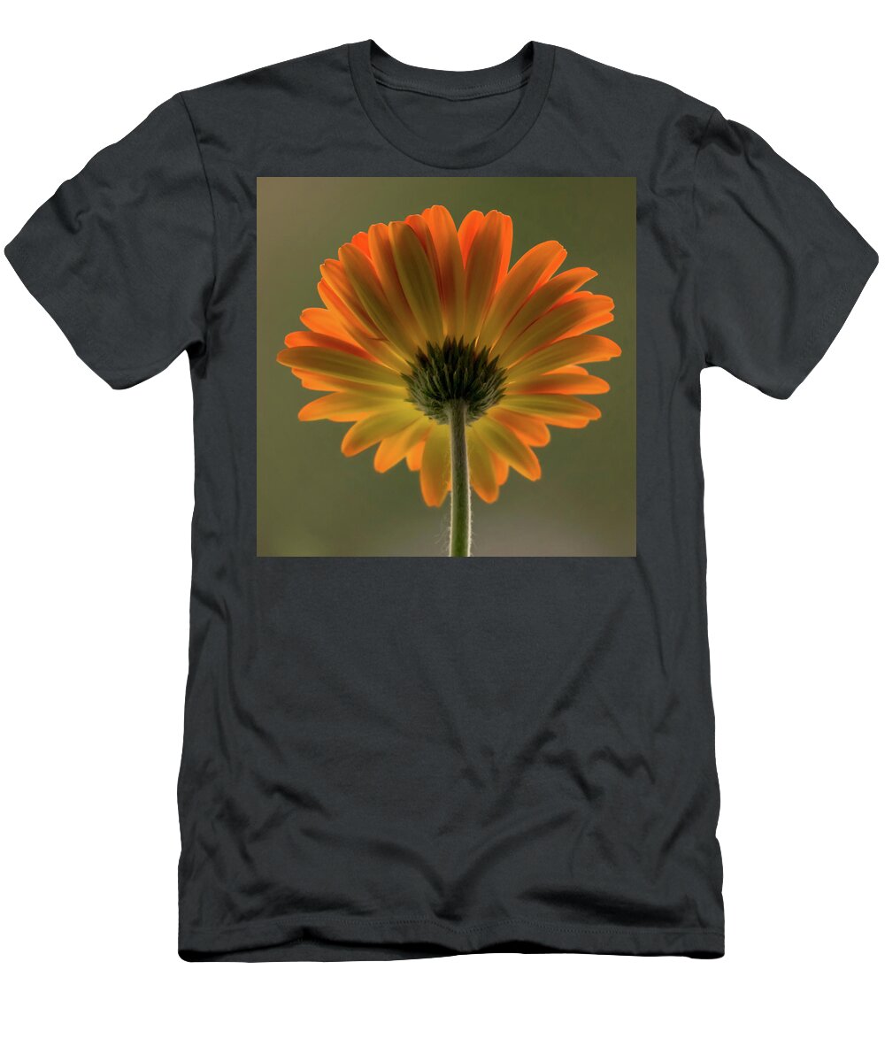 Terry D Photography T-Shirt featuring the photograph Shine Bright Gerber Daisy Square by Terry DeLuco