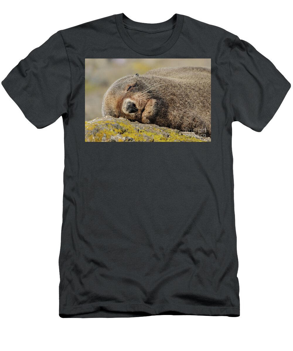Seal T-Shirt featuring the photograph Siesta Time by Werner Padarin