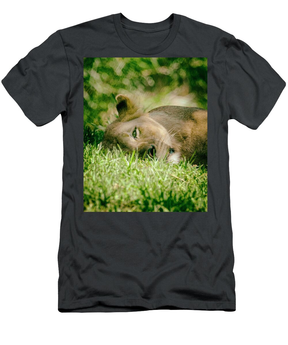 Lions T-Shirt featuring the photograph Sleeoing Lioness by Lawrence Knutsson