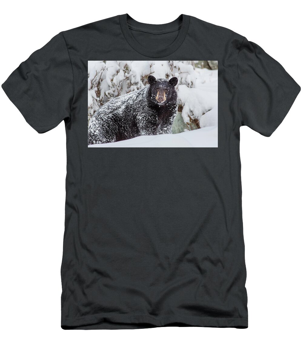 Alaska T-Shirt featuring the photograph Snow Bear Stare by Ed Boudreau