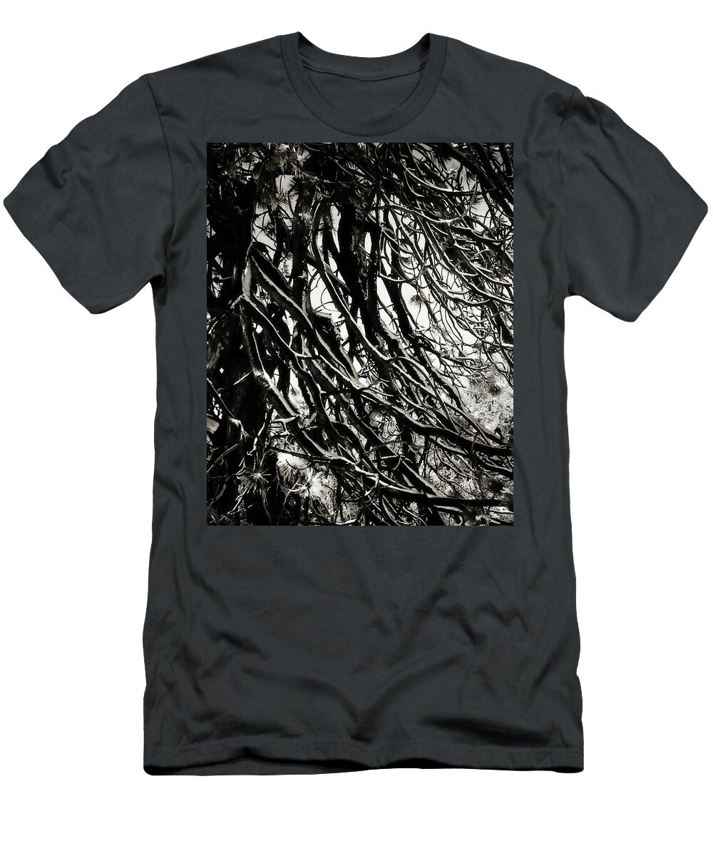 Pine T-Shirt featuring the photograph Snow on Pine Boughs by Timothy Bulone