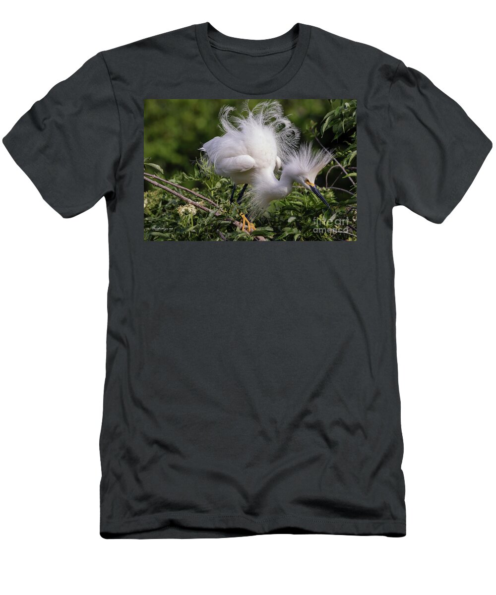 Egrets T-Shirt featuring the photograph Snowy Decsending by DB Hayes