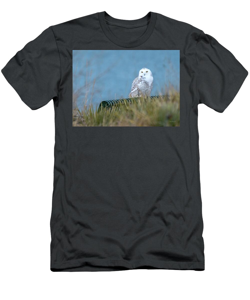 Snowy Owls T-Shirt featuring the photograph Snowy Owl on a park bench by Judi Dressler