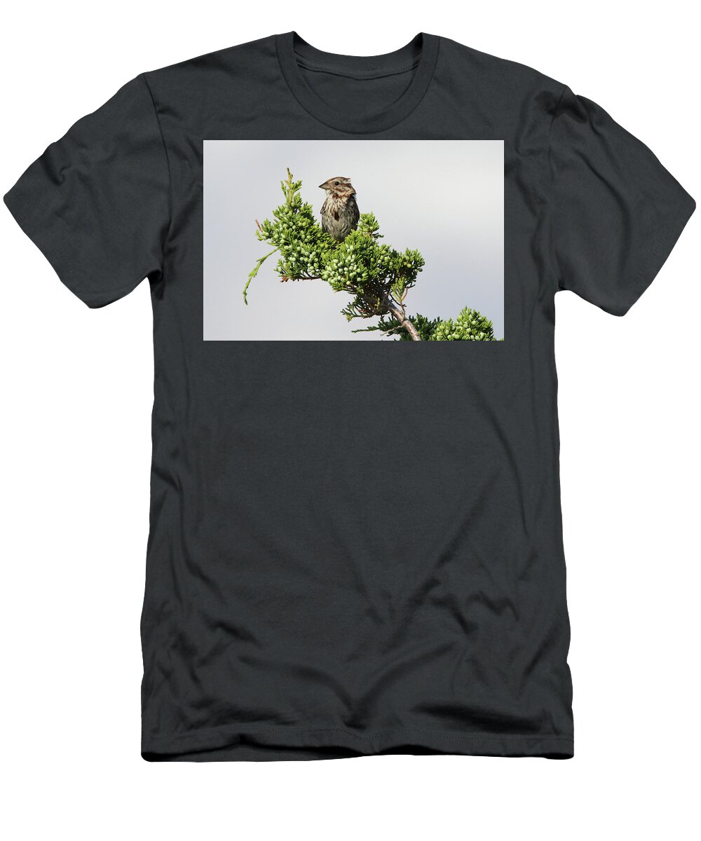 Song Sparrow T-Shirt featuring the photograph Song Sparrow Port Jefferson New York by Bob Savage