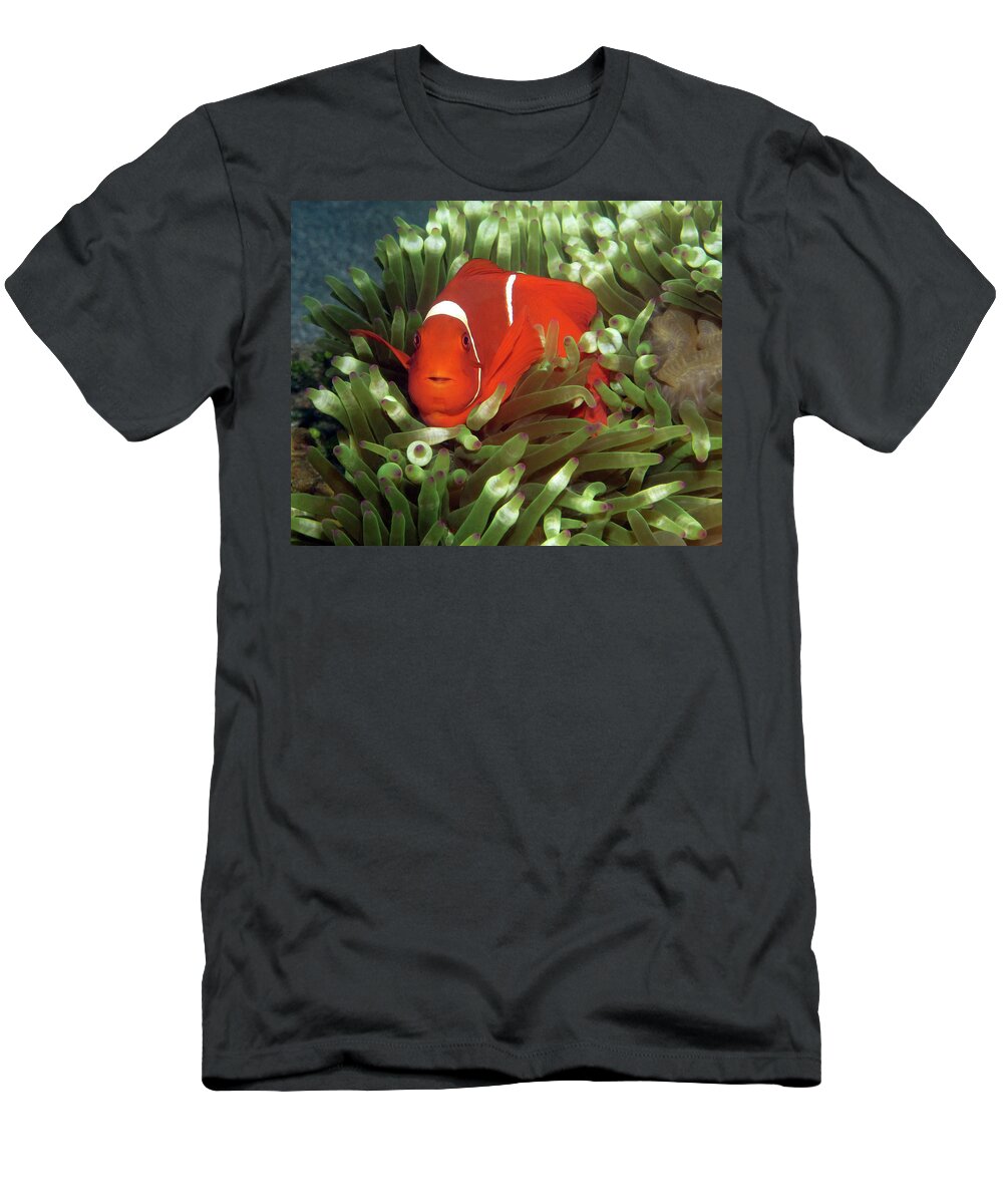 Spinecheek Anemonefish T-Shirt featuring the photograph Spinecheek Anemonefish, Indonesia 2 by Pauline Walsh Jacobson