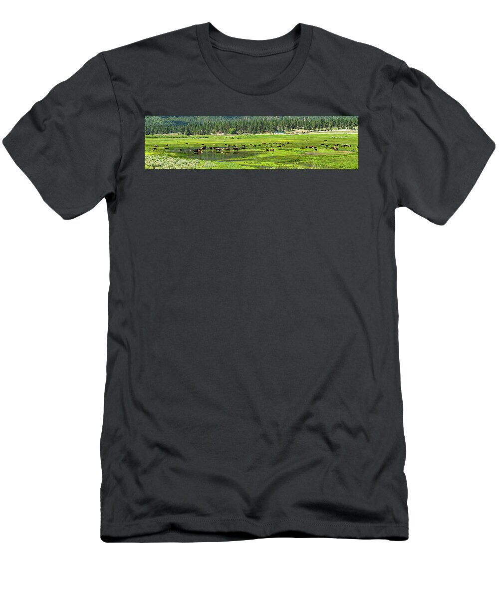 Grazing Cattle T-Shirt featuring the photograph Spring Grazing by L J Oakes