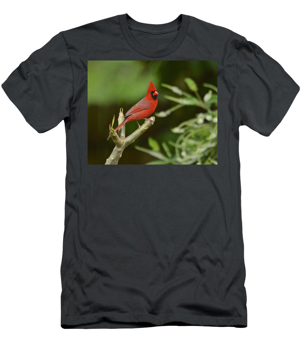 Cardinal T-Shirt featuring the photograph Spring Has Sprung by Carol Bradley