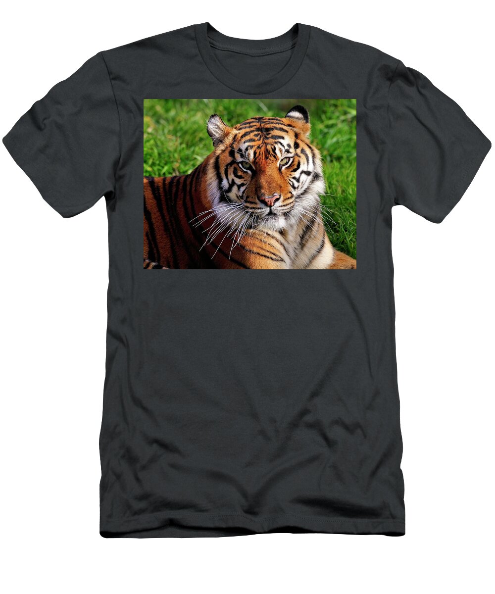 Sumatran T-Shirt featuring the photograph Sumatran Tiger by Bill Dodsworth