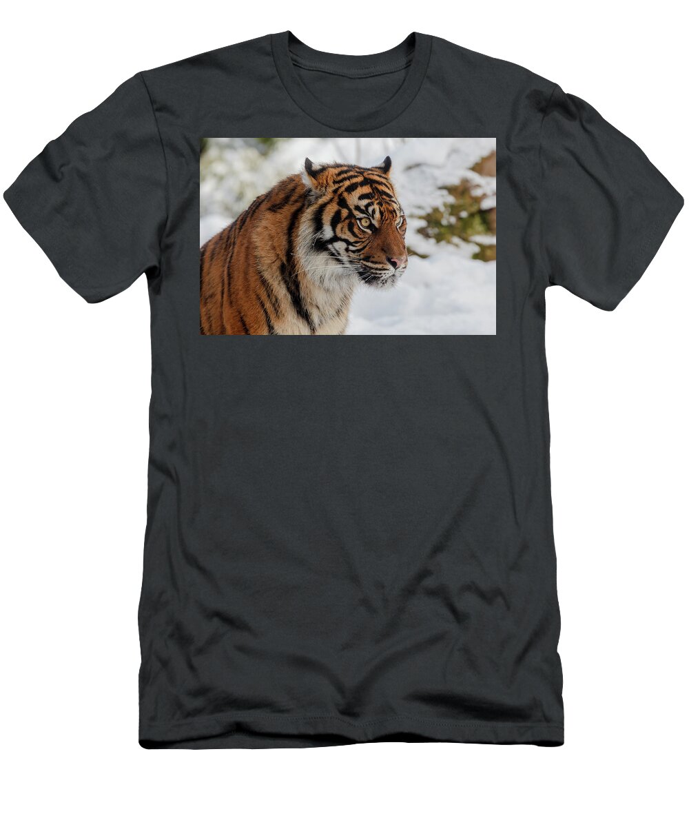 Animal T-Shirt featuring the photograph Sumatran Tiger in the snow by Tim Abeln