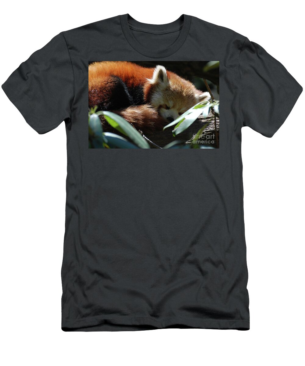 Red Panda T-Shirt featuring the photograph Sweet Sleeping Red Panda Bear by DejaVu Designs