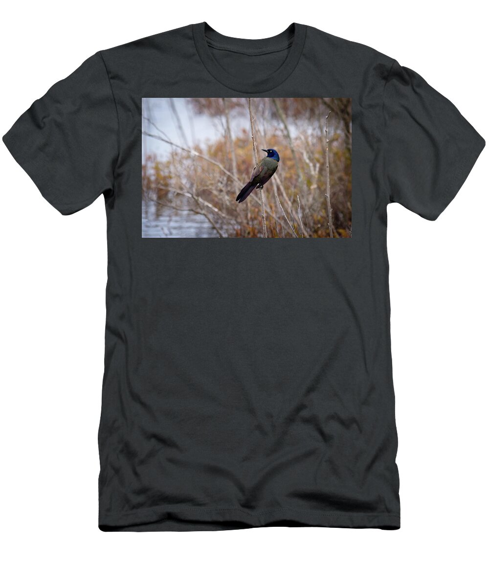 Common Grackle T-Shirt featuring the photograph The Grackle by Steve L'Italien