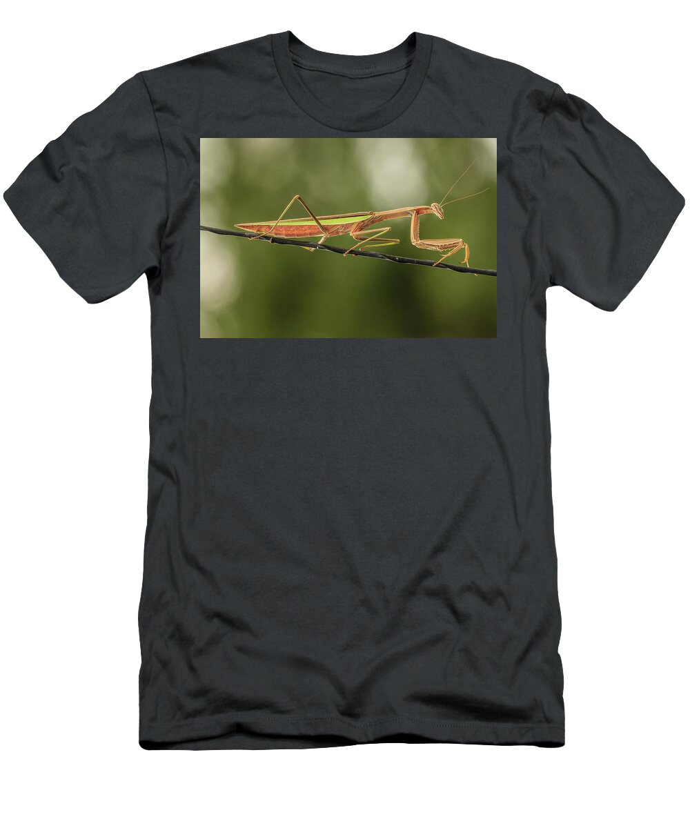 Insect T-Shirt featuring the photograph The Praying Mantis and the Antenna by Joni Eskridge