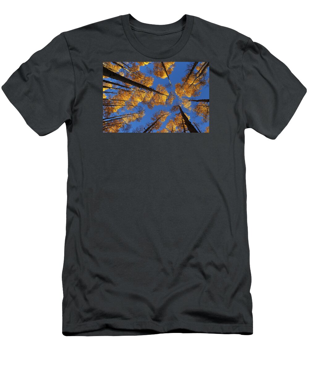 Aspen Foliage T-Shirt featuring the photograph There is Gold Above by Tammy Pool