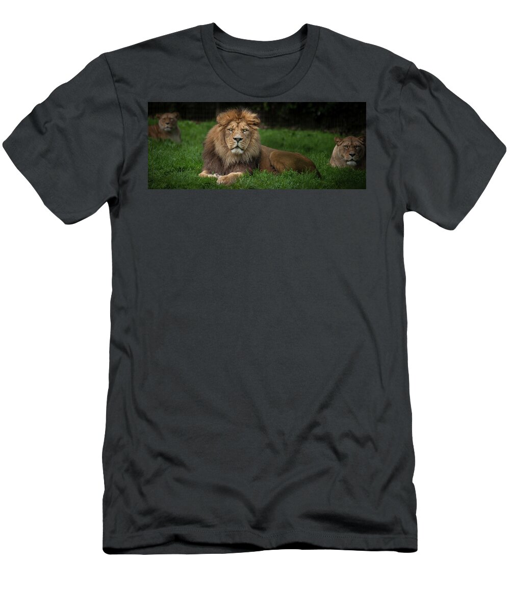 Lion T-Shirt featuring the photograph Three Lions by Nigel R Bell