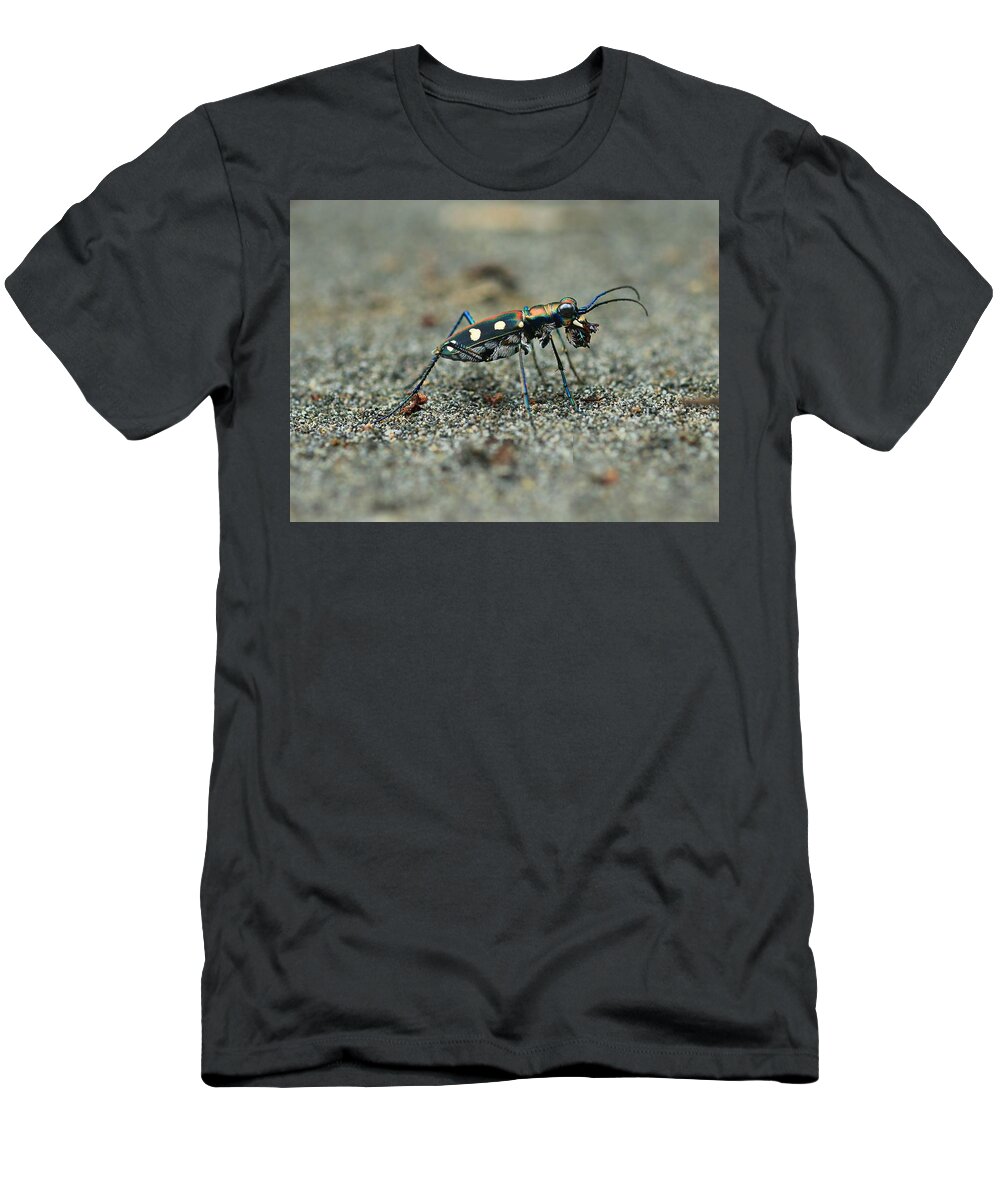 Tiger Beetle T-Shirt featuring the photograph Tiger Beetle Breakfast by Djoko Widodo