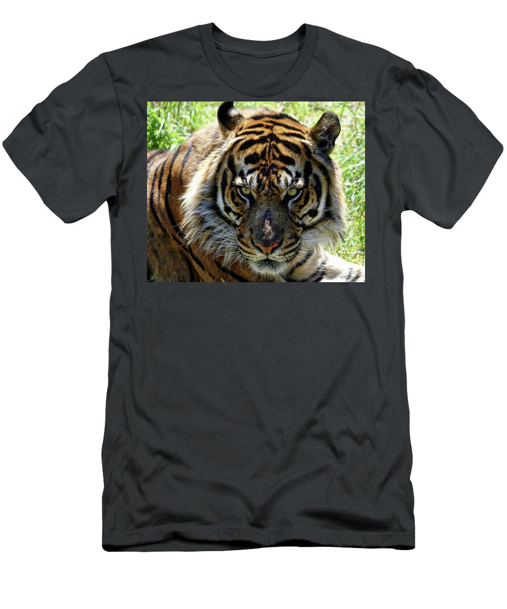 Tiger T-Shirt featuring the photograph Tiger Stare by Rick Lawler