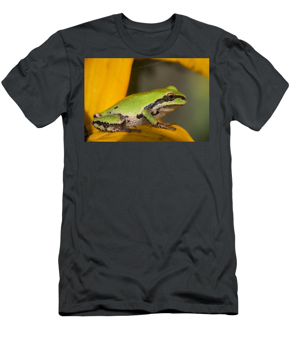 Amphibians T-Shirt featuring the photograph Tiny Treefrog by Robert Potts