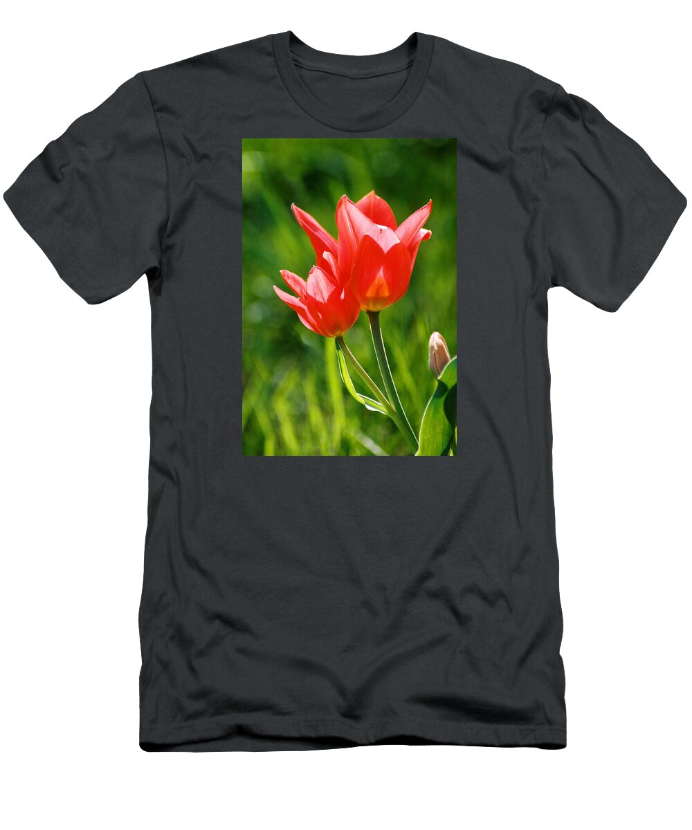 Flowers T-Shirt featuring the photograph Toronto tulip by Steve Karol