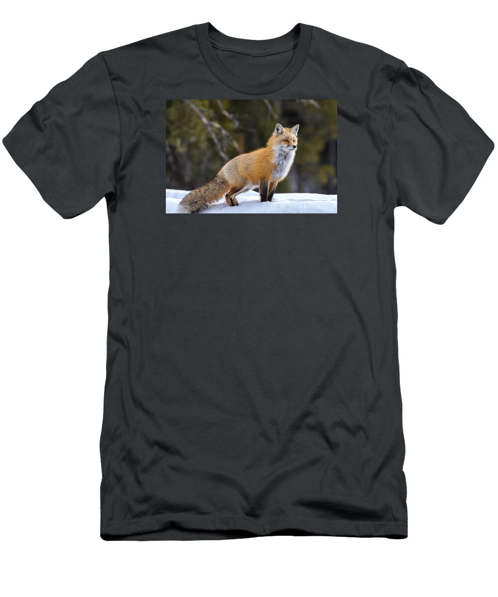 Female T-Shirt featuring the photograph Totally Foxy by Yeates Photography