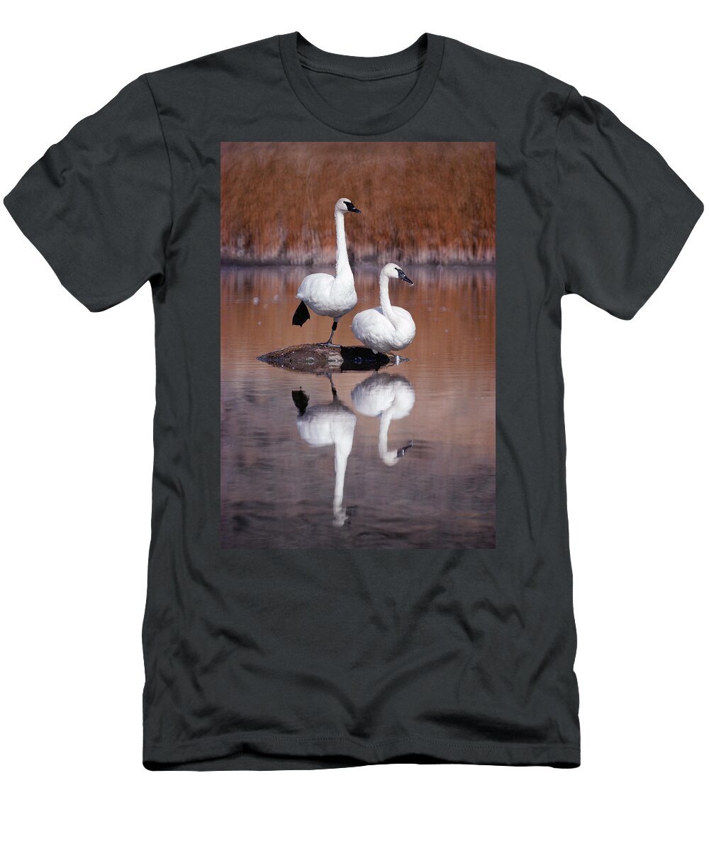 Mp T-Shirt featuring the photograph Trumpeter Swans Yellowstone by Michael Quinton