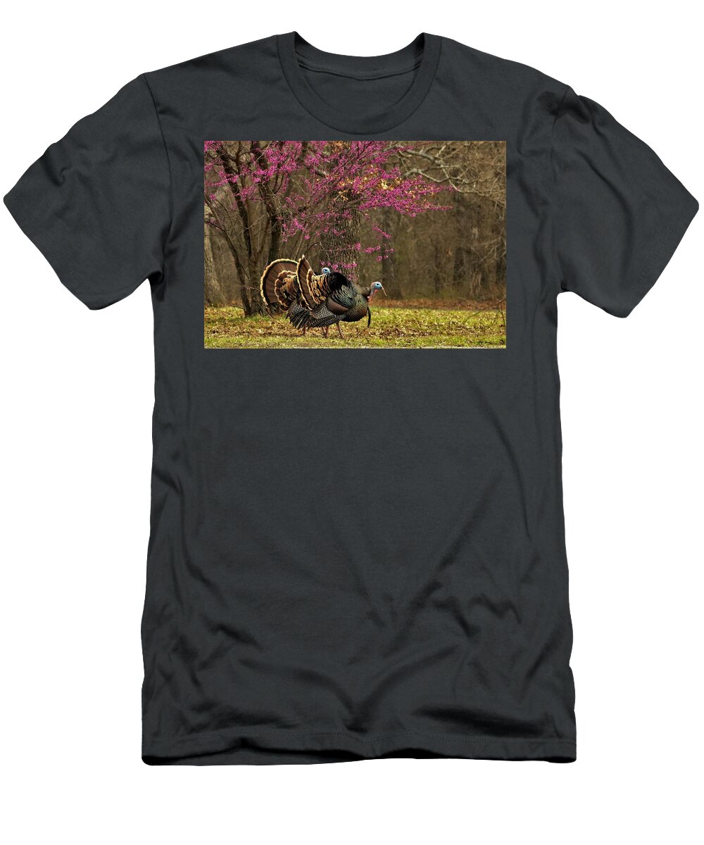 Nature T-Shirt featuring the photograph Two Tom Turkey and Redbud tree by Sheila Brown