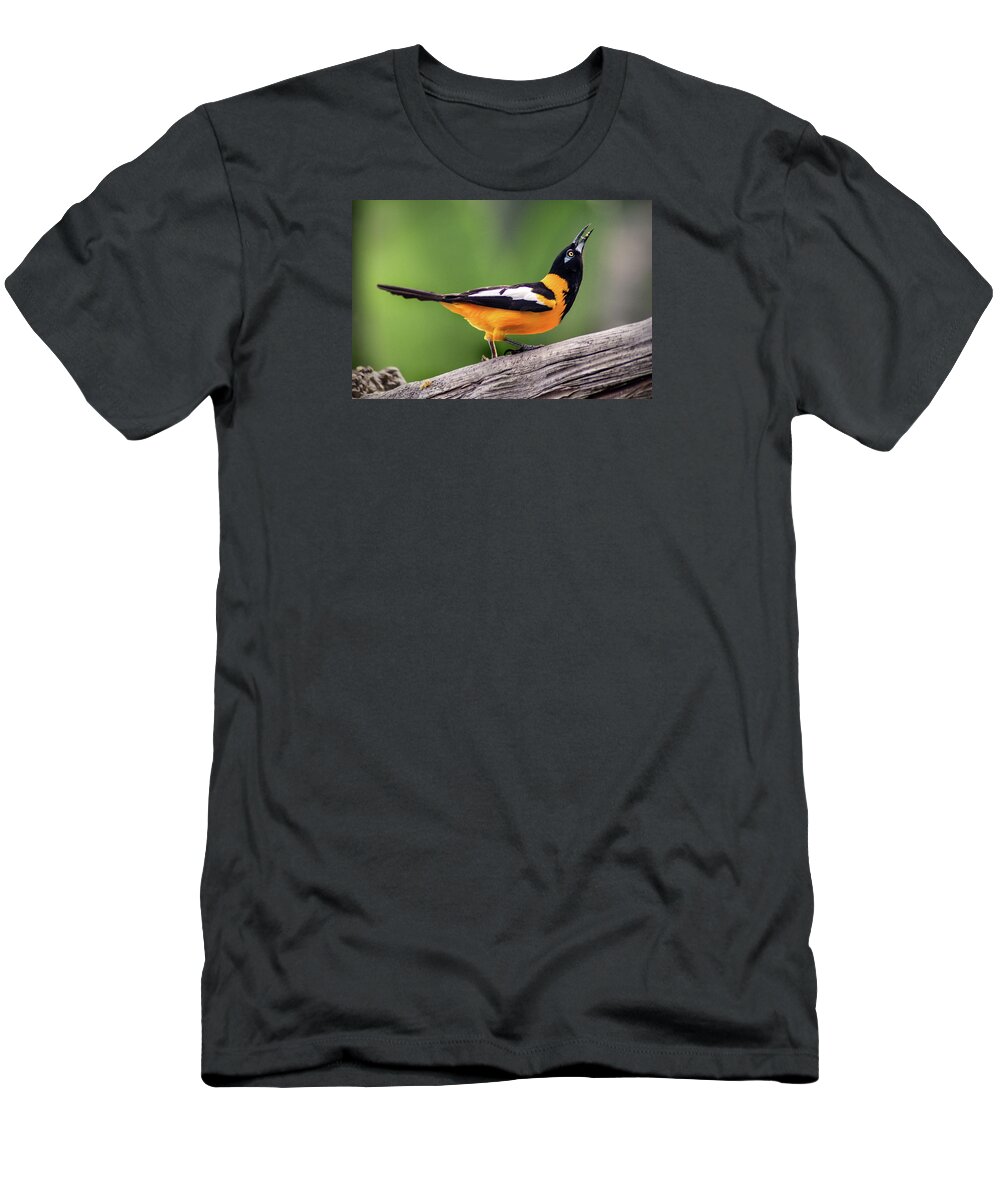 Bird T-Shirt featuring the photograph Venezuelan Troupial by Don Johnson