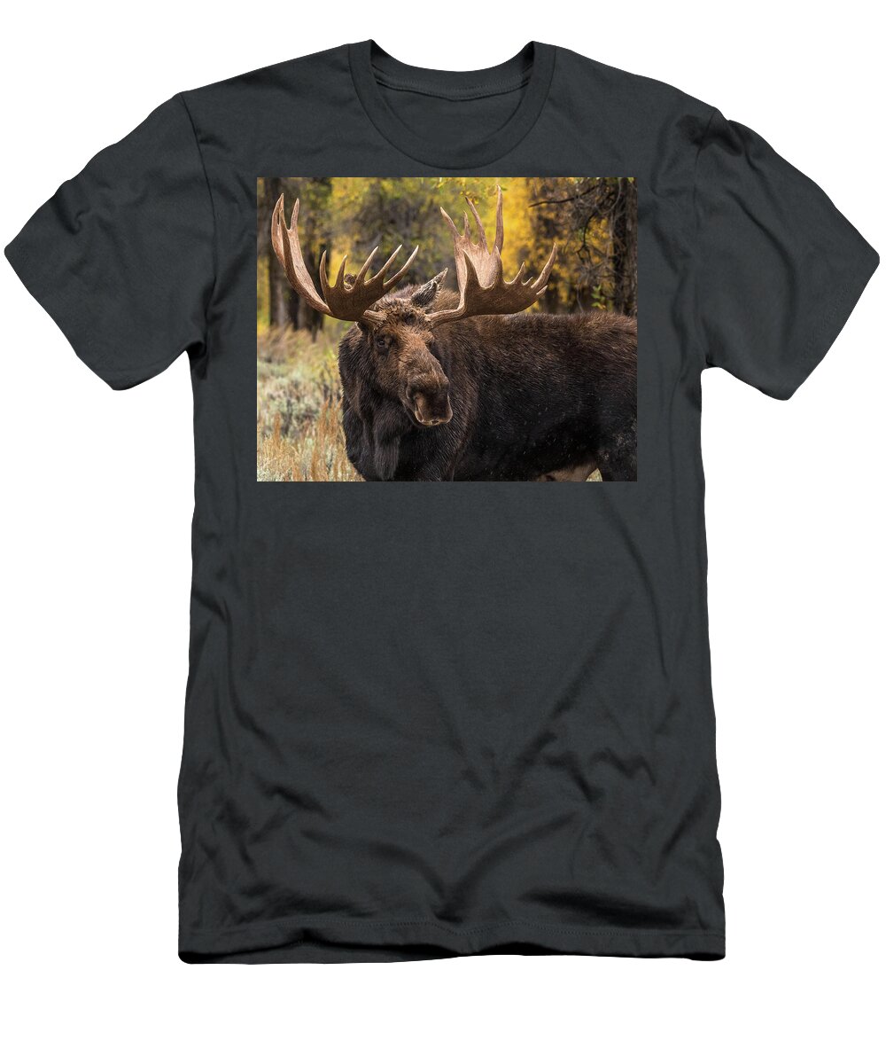 Bull Moose T-Shirt featuring the photograph Washakie In The Autumn Beauty by Yeates Photography