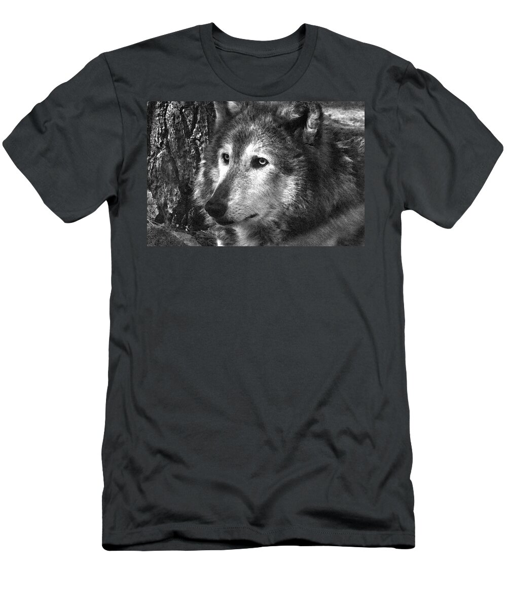 Wolf T-Shirt featuring the photograph What is a Wolf Thinking by Karol Livote