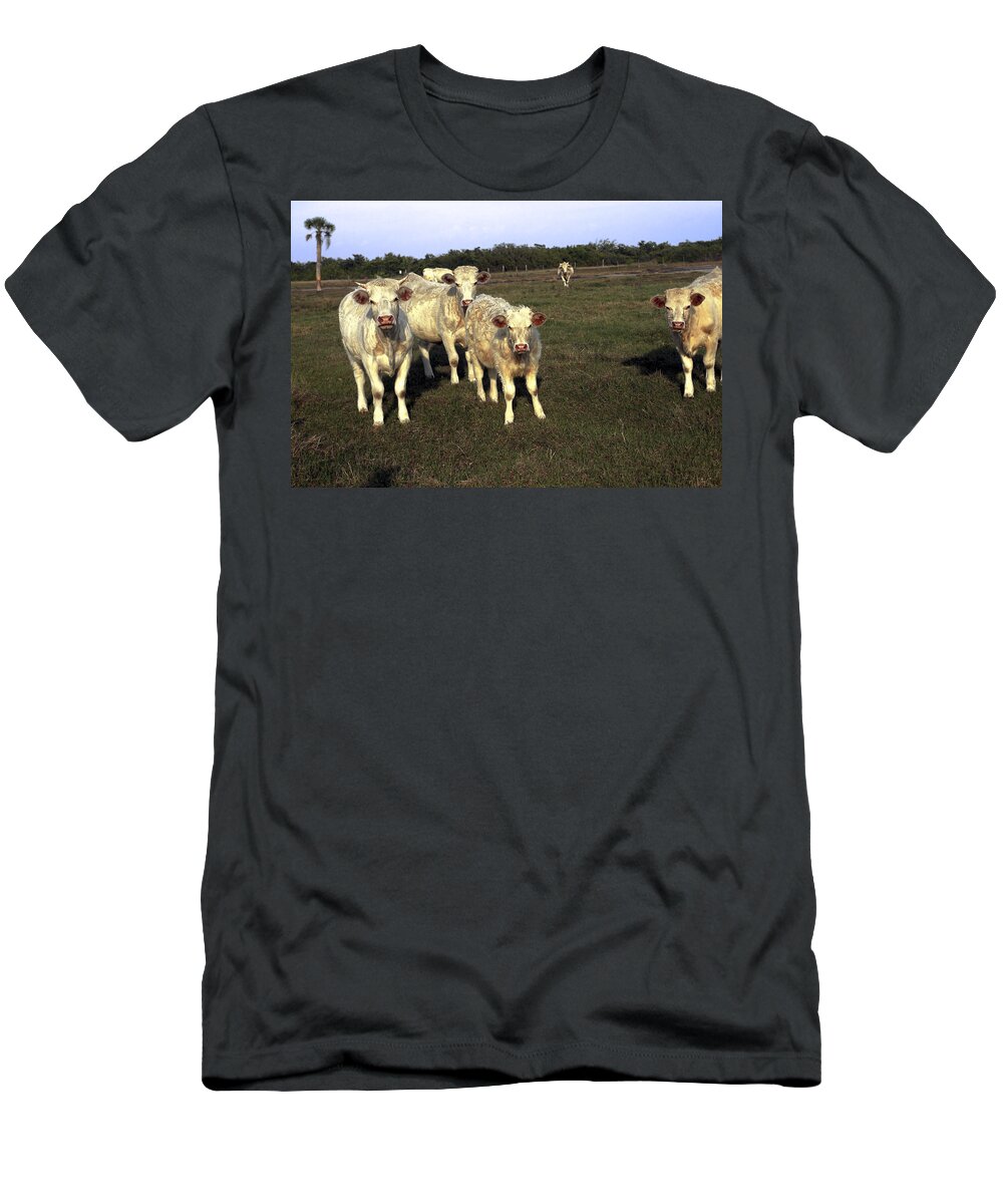 White Cows T-Shirt featuring the photograph White Cows by Sally Weigand