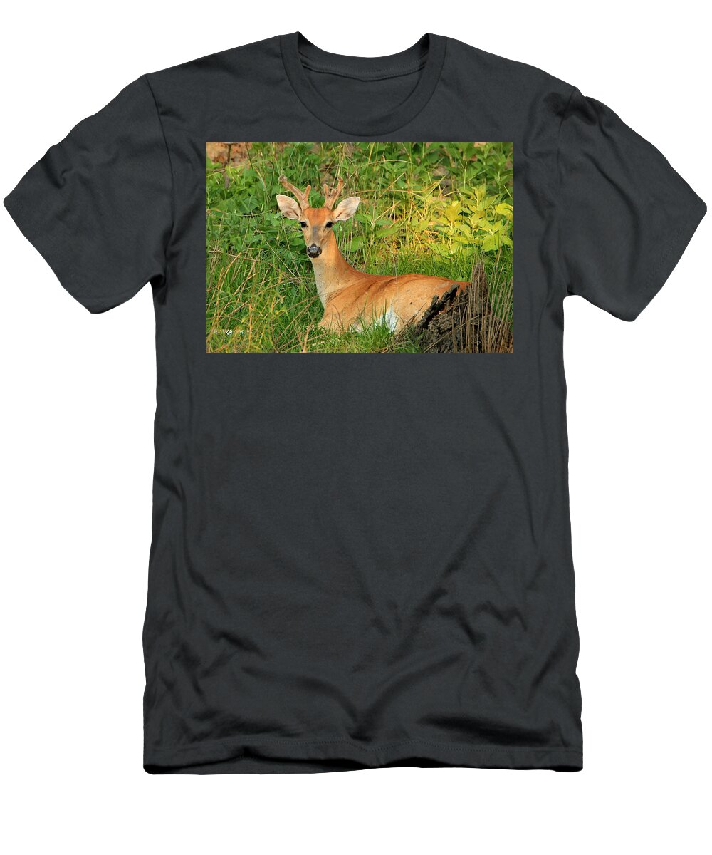 Nature T-Shirt featuring the photograph White-Tail Buck Resting by Sheila Brown