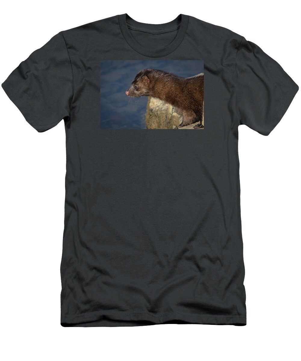 Mink T-Shirt featuring the photograph Wild Mink 2 by Kevin Giannini