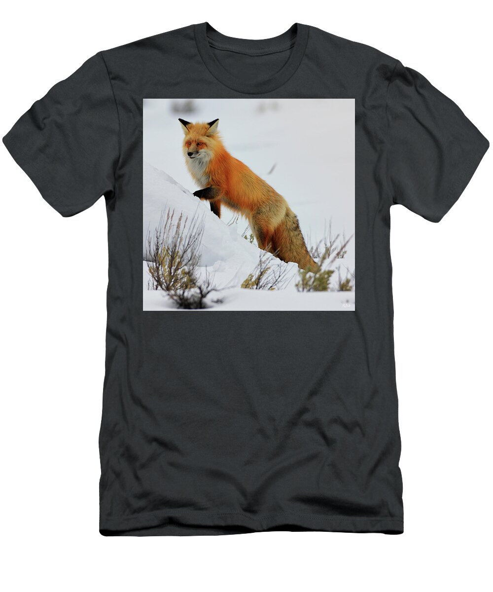 Red Fox T-Shirt featuring the photograph Winter Fox by Greg Norrell