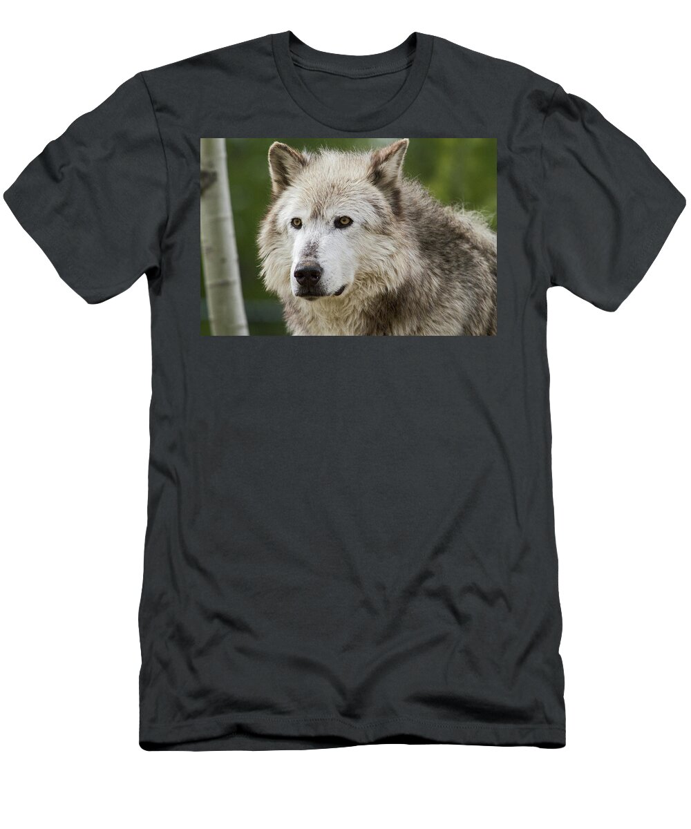 Wolf T-Shirt featuring the photograph Wolf by Wesley Aston