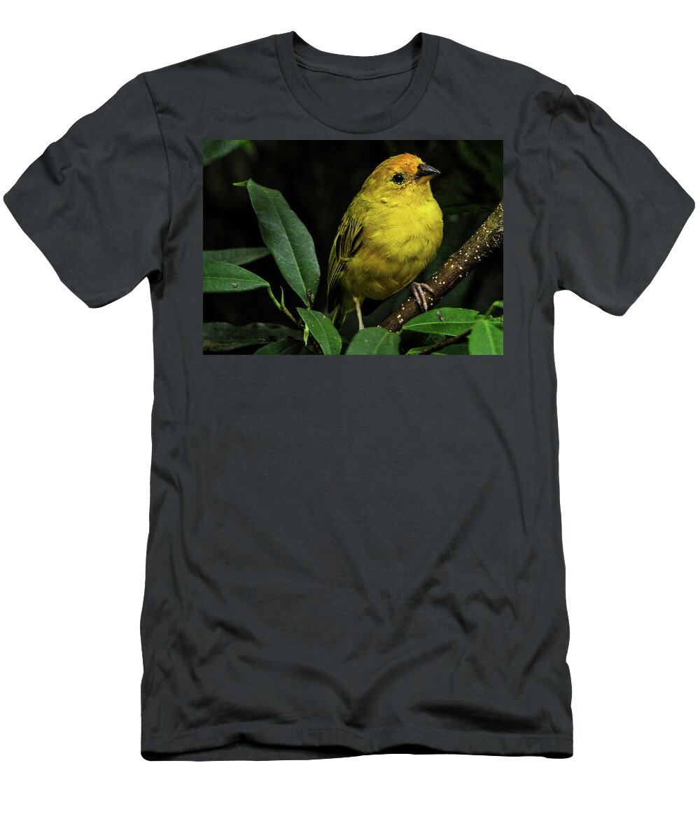 Bird T-Shirt featuring the photograph Yellow bird by Pradeep Raja Prints