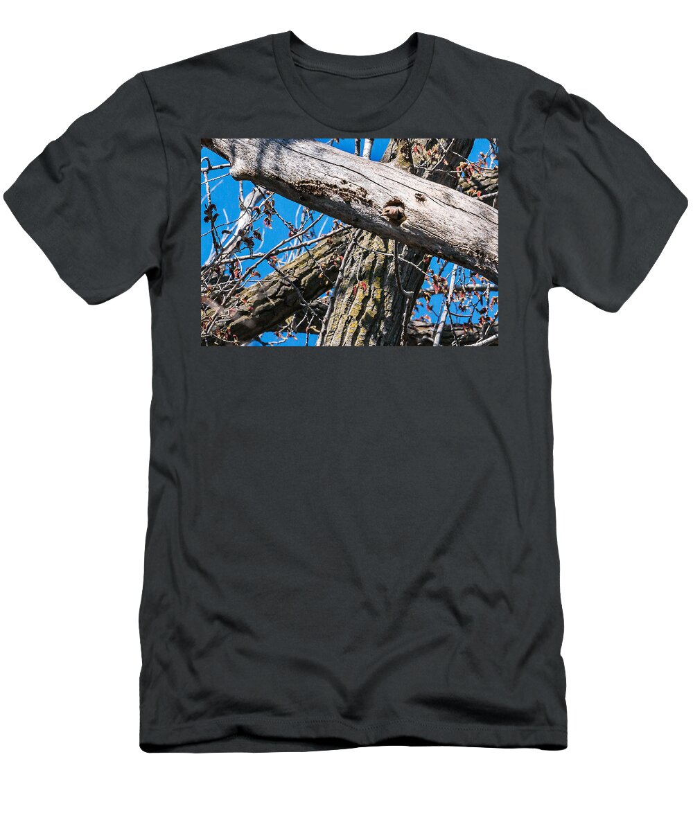 Yellow-shafted Northern Flicker T-Shirt featuring the photograph Yellow-shafted Northern Flicker Nest Building by Ed Peterson