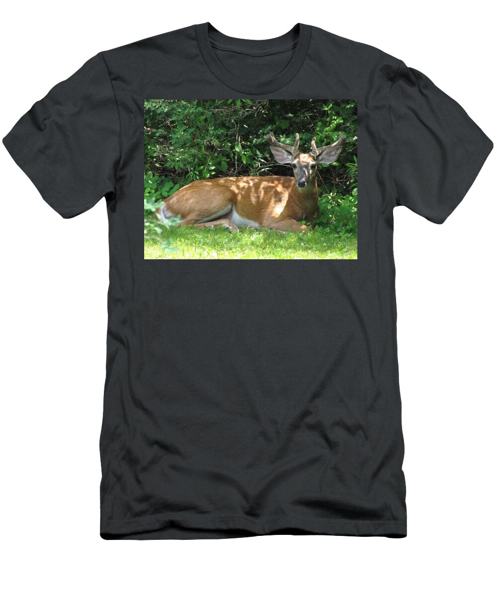 Young Buck In Grass T-Shirt featuring the photograph Young Buck Lying in the Shade by Betty Pieper
