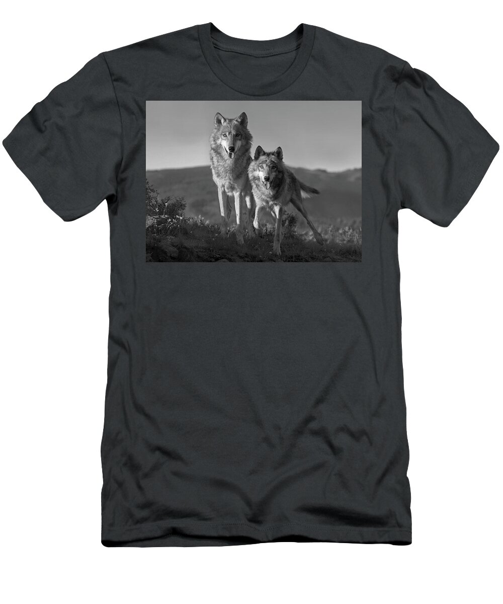Disk1215 T-Shirt featuring the photograph Gray Wolves On The Lookout #1 by Tim Fitzharris