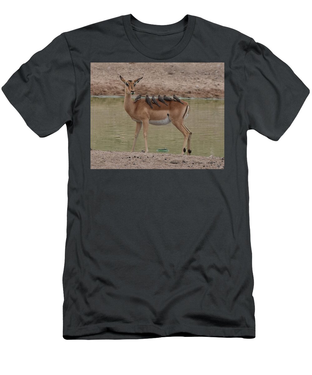 Impala T-Shirt featuring the photograph Impala with Oxpeckers #1 by Ben Foster