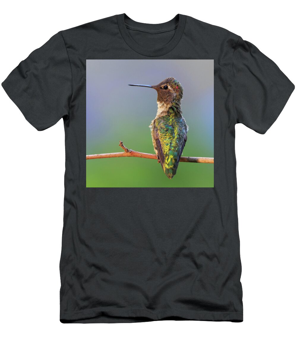 Animal T-Shirt featuring the photograph Midsummer Night's Dream V - Male Anna's Hummingbird by Briand Sanderson