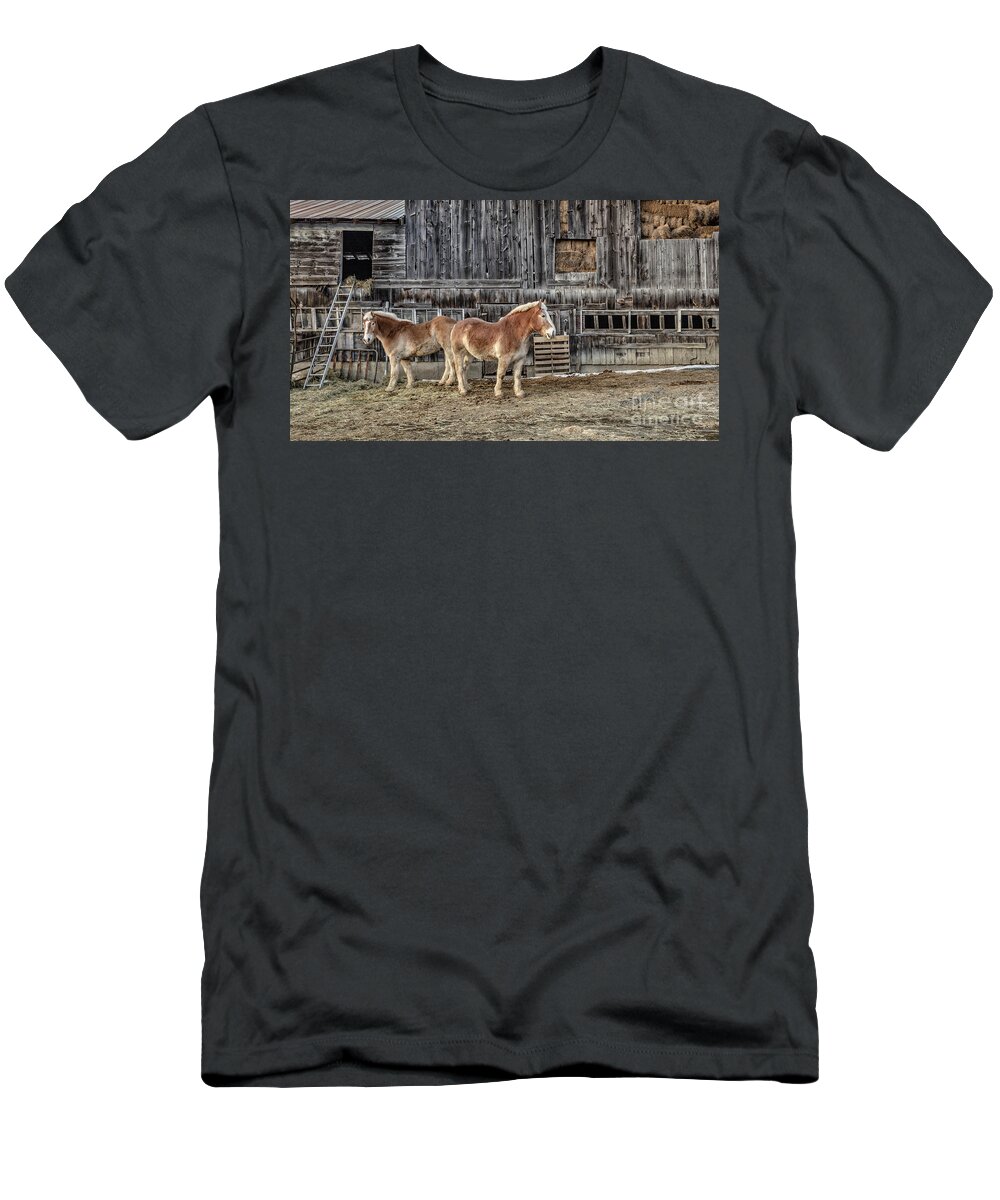 Belgian Draft T-Shirt featuring the photograph Belgian Draft Work Horses Pomfret Vermont by Edward Fielding