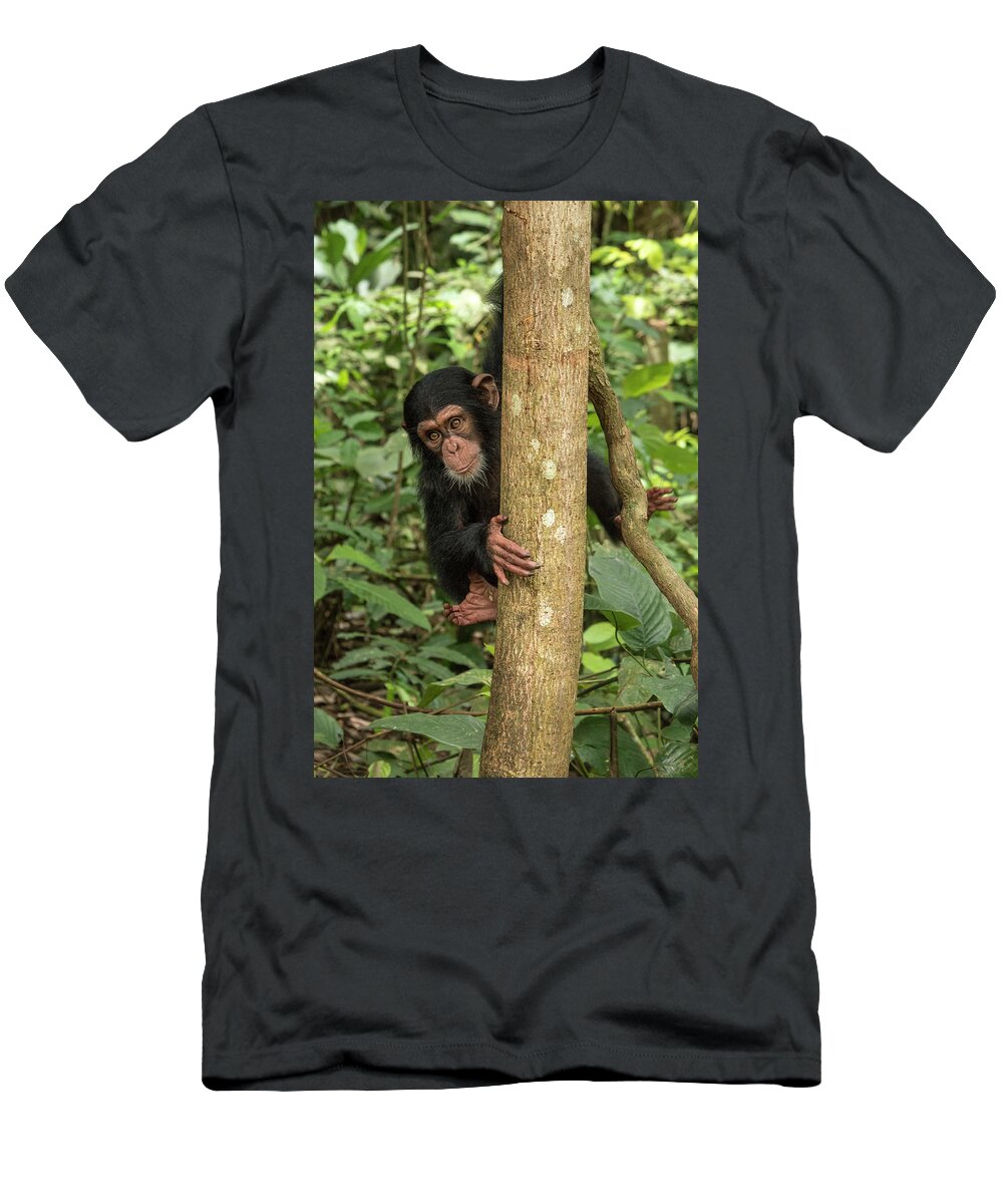 Gerry Ellis T-Shirt featuring the photograph Orphan Daphne In Tree #1 by Gerry Ellis