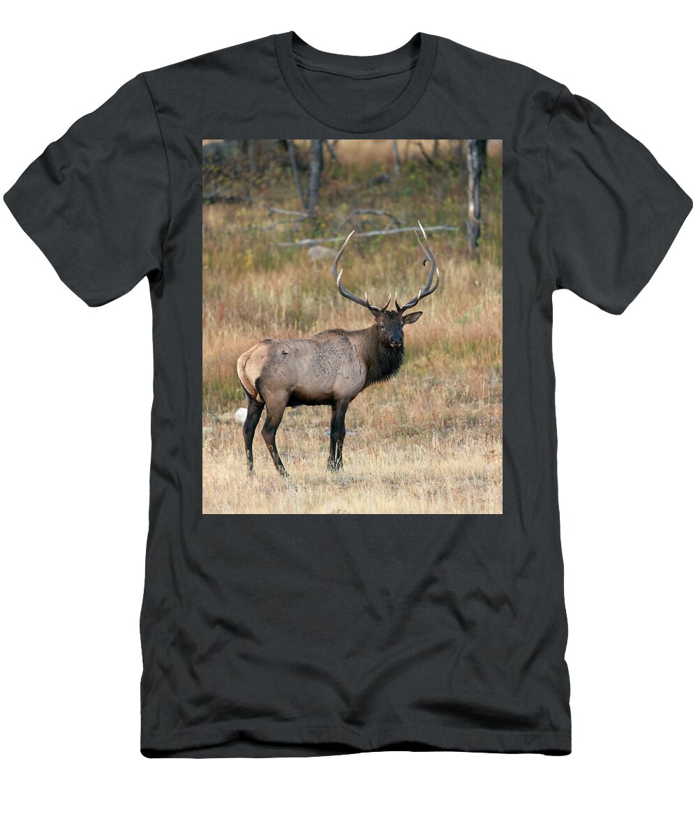 Bull Elk T-Shirt featuring the photograph Rocky Mountain Bull Elk #1 by Gary Langley