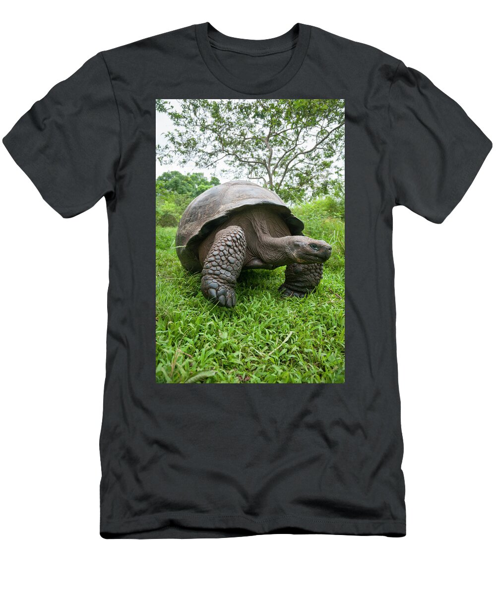 Animals T-Shirt featuring the photograph Indefatigable Island Tortoise #3 by Tui De Roy