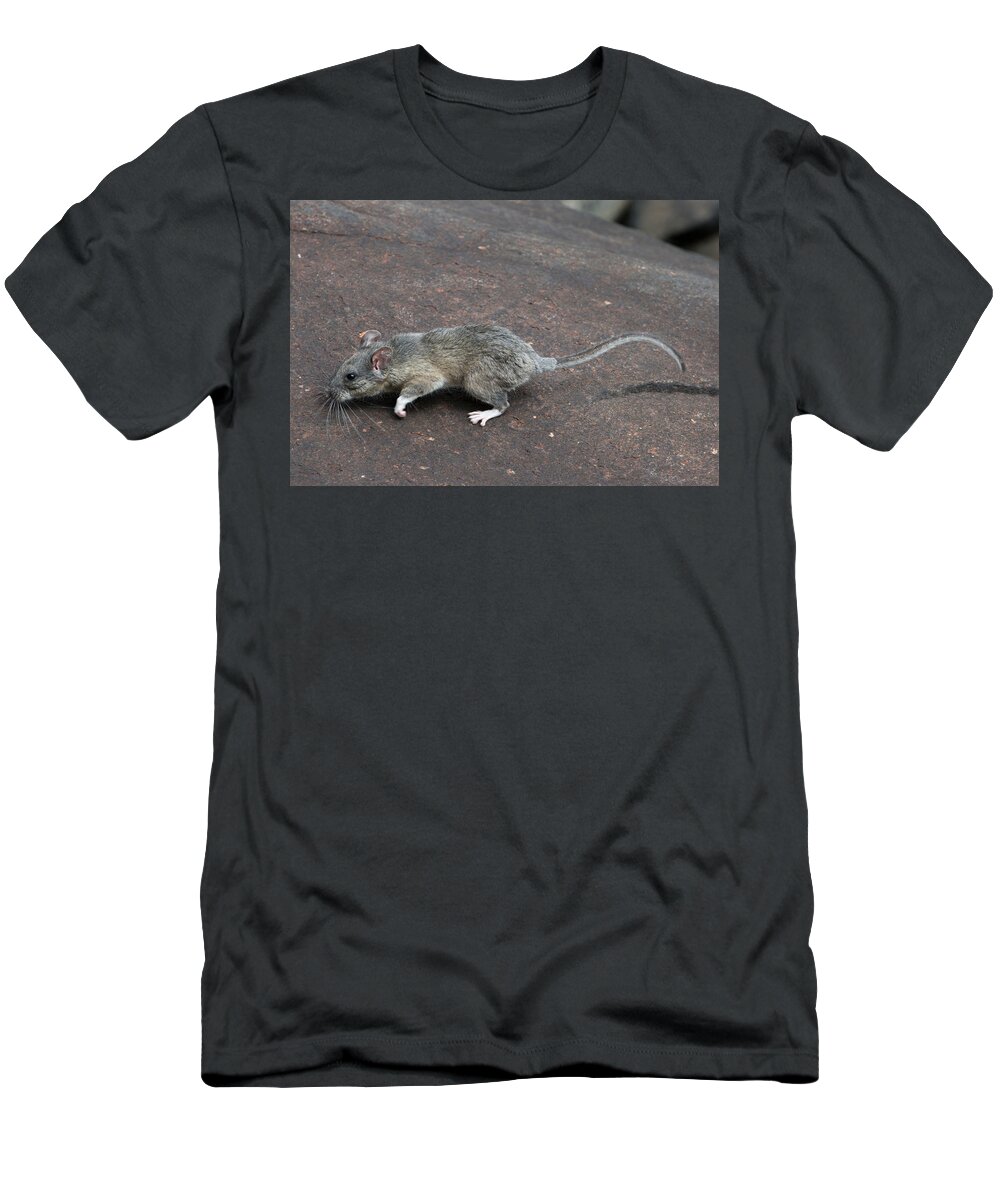 Allegheny Woodrat T-Shirt featuring the photograph Allegheny Woodrat Neotoma Magister by David Kenny