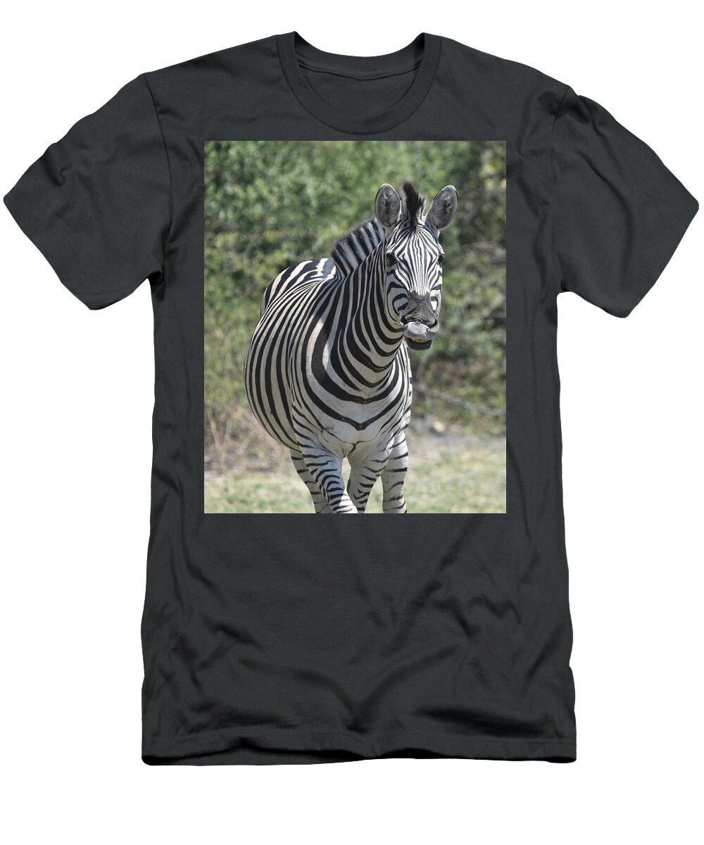 Zebra T-Shirt featuring the photograph A Curious Zebra by Ben Foster