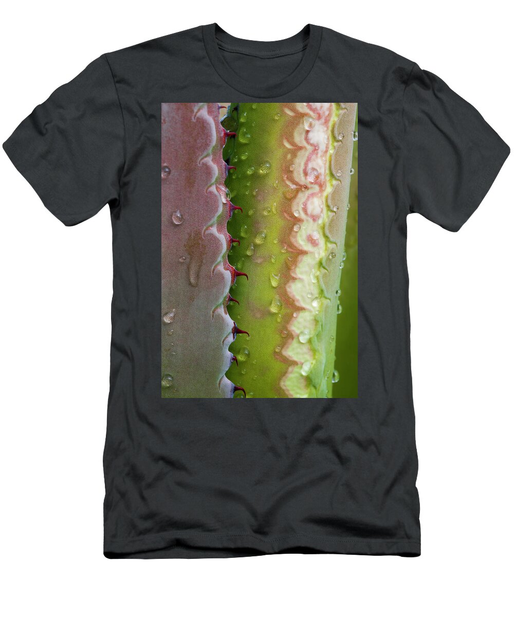 Jeff Foott T-Shirt featuring the photograph Agave Leaf With Dew by Jeff Foott
