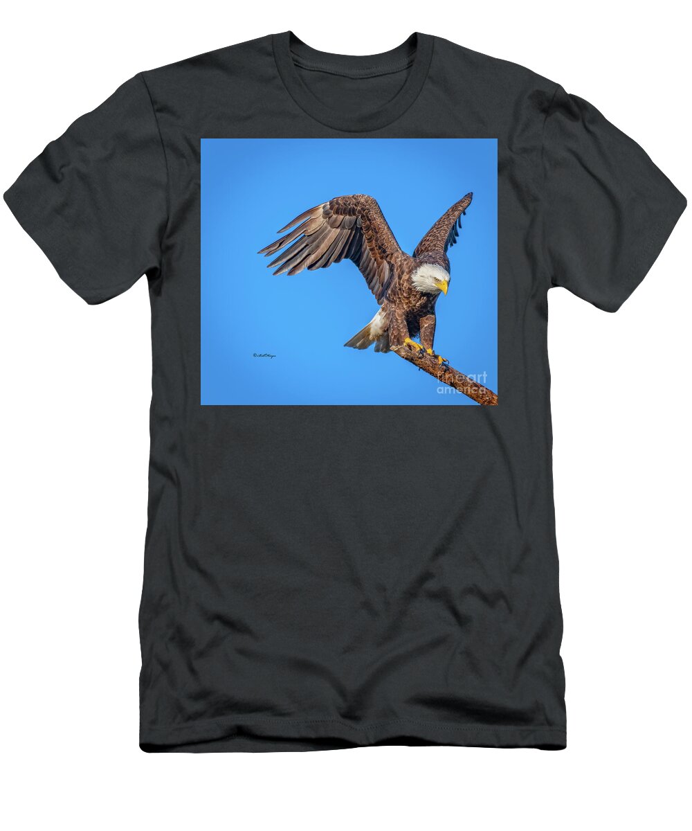 Eagles T-Shirt featuring the photograph American Bald Eagle Incoming by DB Hayes
