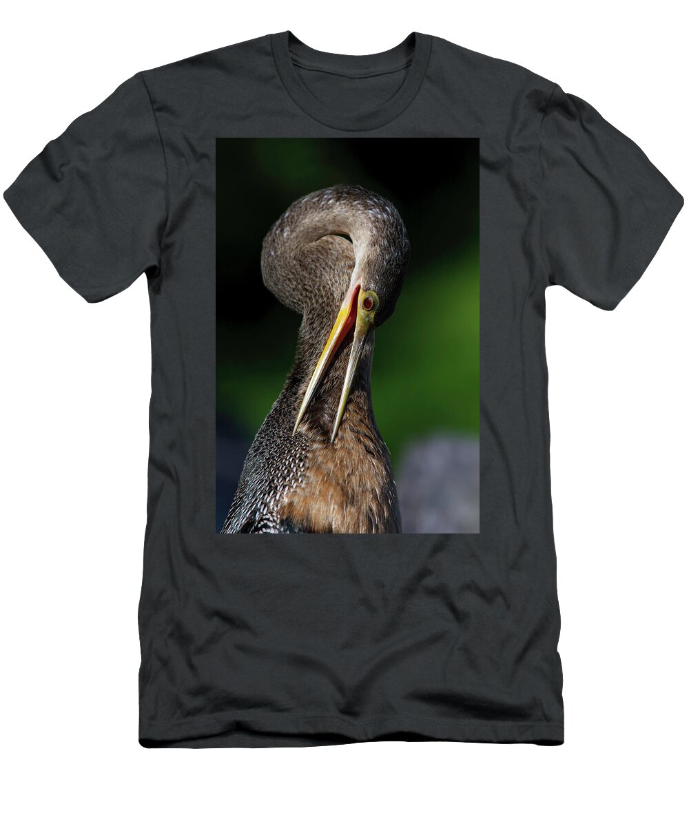 Anhinga Trail T-Shirt featuring the photograph Anhinga combing Feathers by Donald Brown