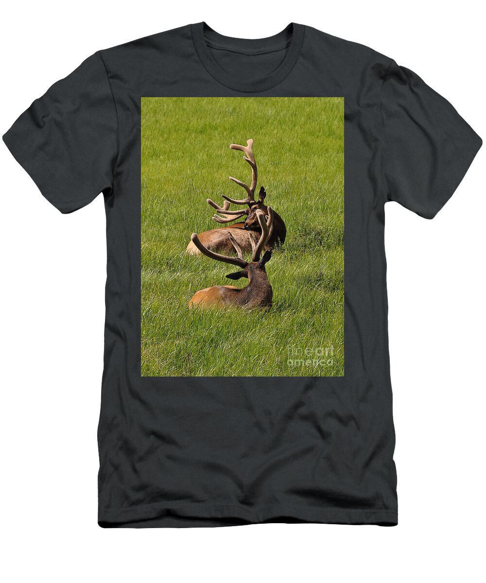 Yellowstone T-Shirt featuring the photograph Antler Dancing by Randall Dill